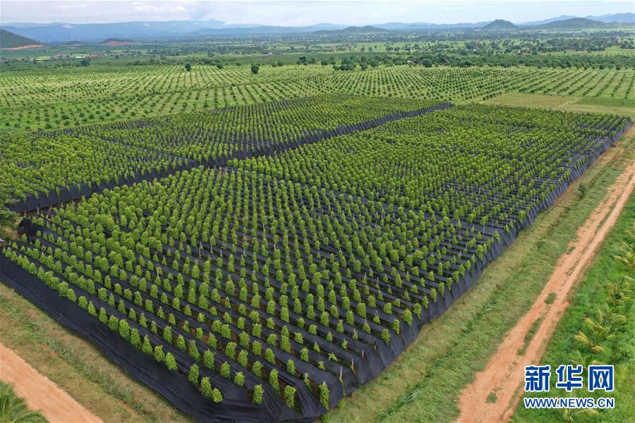 （国际&middot;第三届进博会）（1）柬埔寨贡布胡椒希望走上中国餐桌