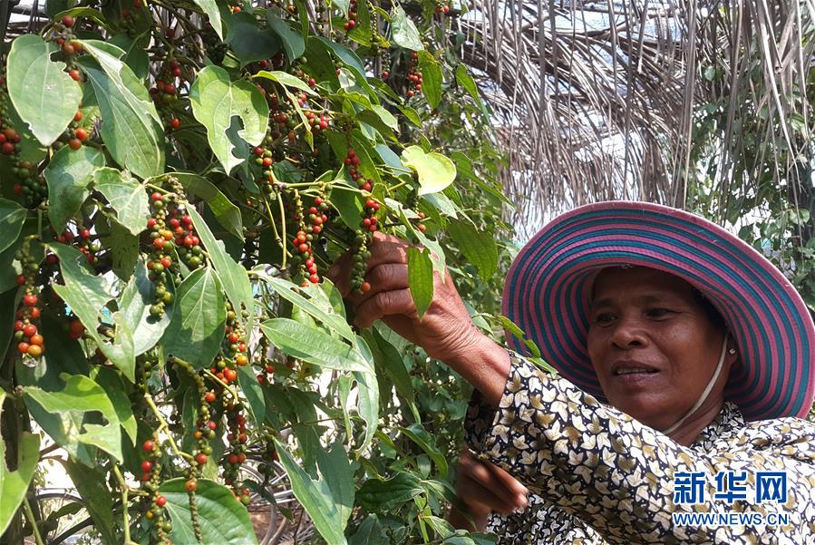 （国际&middot;第三届进博会）（2）柬埔寨贡布胡椒希望走上中国餐桌
