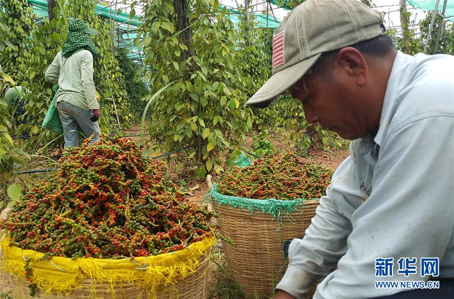 （国际&middot;第三届进博会）（3）柬埔寨贡布胡椒希望走上中国餐桌