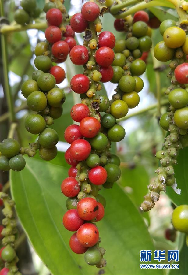 （国际&middot;第三届进博会）（4）柬埔寨贡布胡椒希望走上中国餐桌