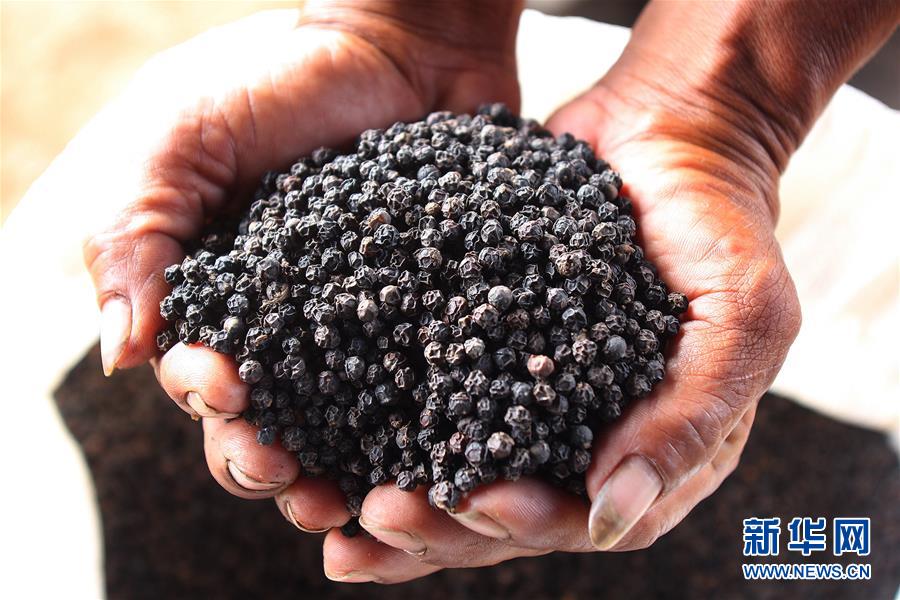 （国际&middot;第三届进博会）（5）柬埔寨贡布胡椒希望走上中国餐桌