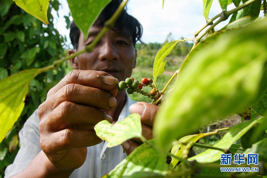 （国际&middot;第三届进博会）（6）柬埔寨贡布胡椒希望走上中国餐桌