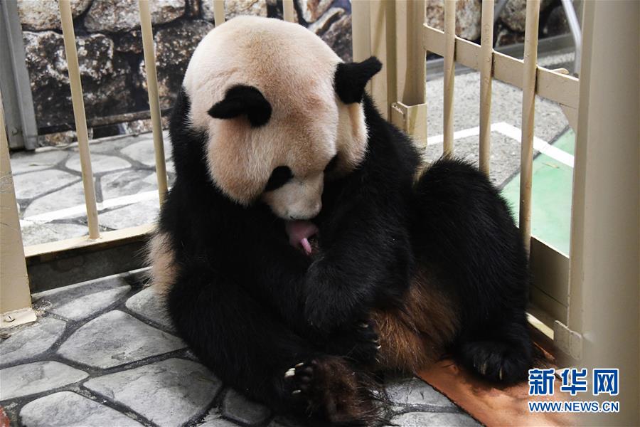 （國際）（2）又一大熊貓寶寶在日本誕生