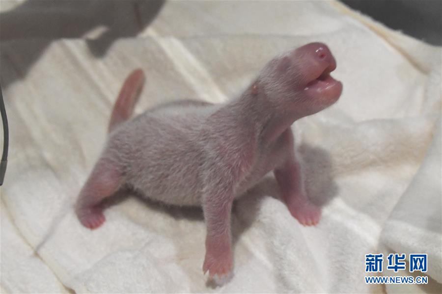（國際）（1）又一大熊貓寶寶在日本誕生