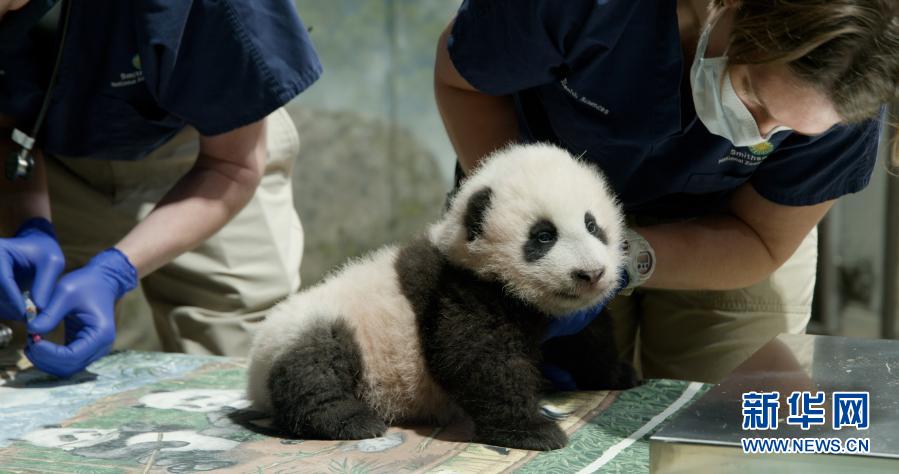 官宣！旅美大熊猫幼崽获名“小奇迹”