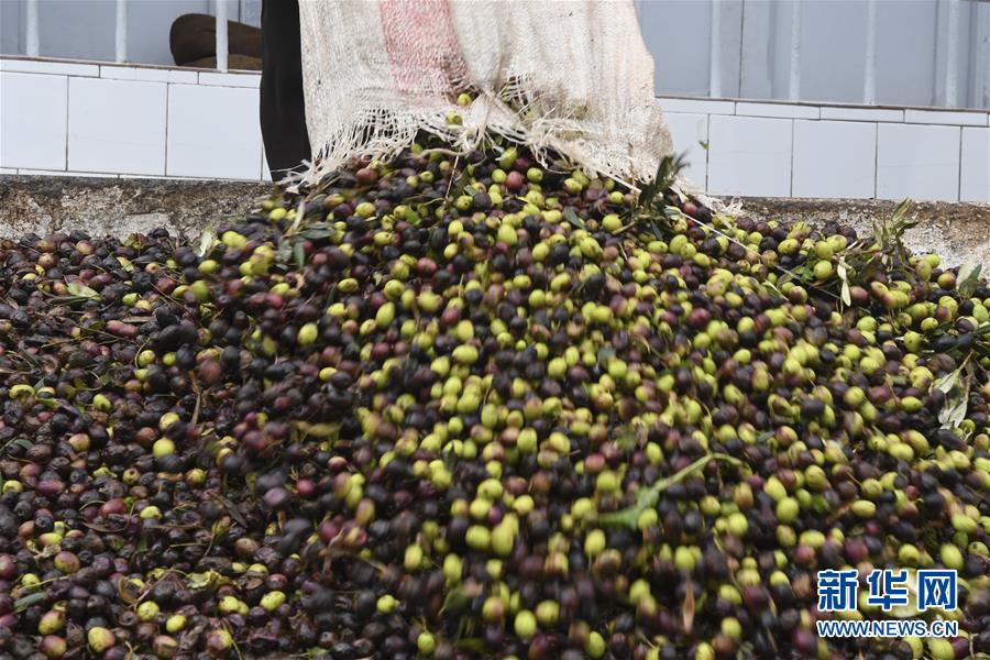 （XHDW）（6）突尼斯的橄榄油作坊