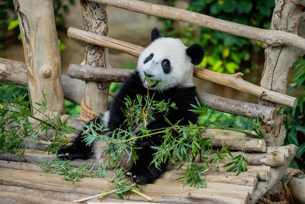 全球连线| 中国旅马大熊猫“靓靓”的第三只宝宝取名“升谊” – 新华网