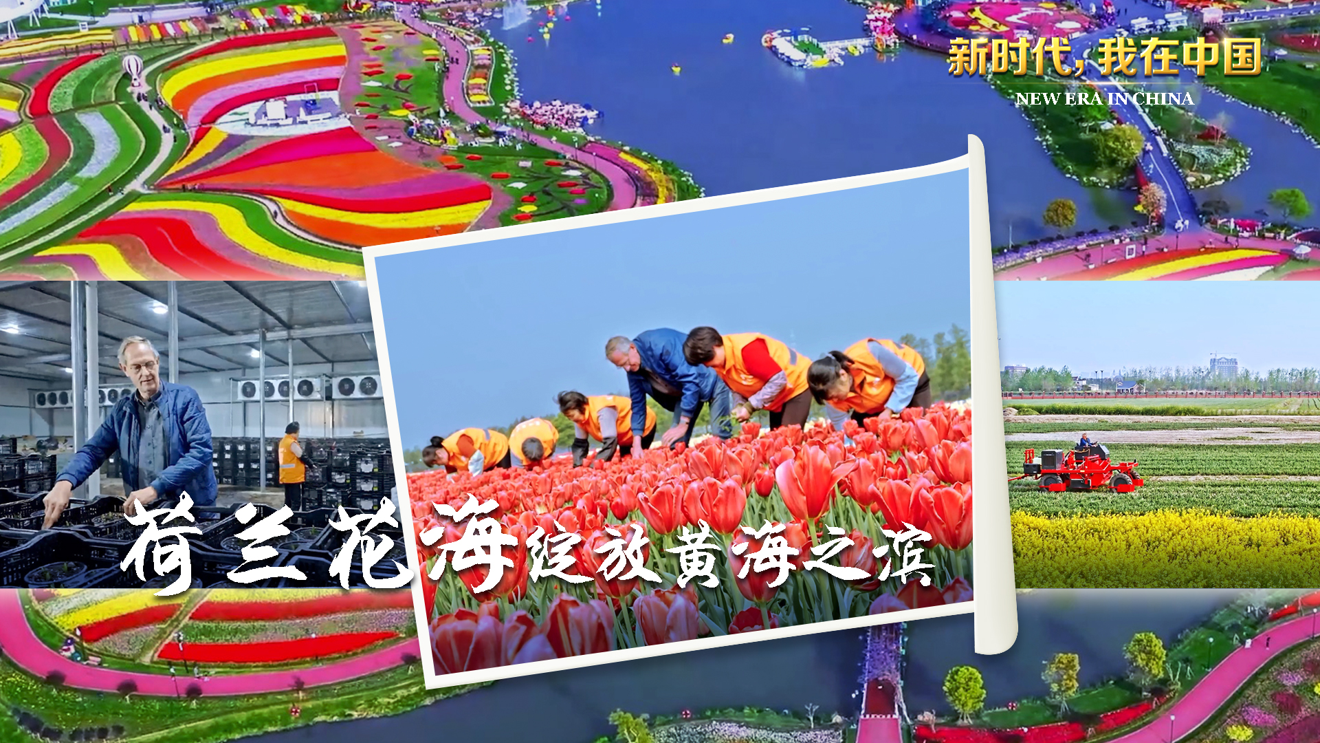 新时代 我在中国|荷兰花海绽放黄海之滨