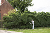 英国园丁花十年将门前灌木丛雕成巨龙(高清组图)