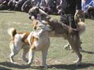 妙趣横生的土库曼斯坦斗狗比赛