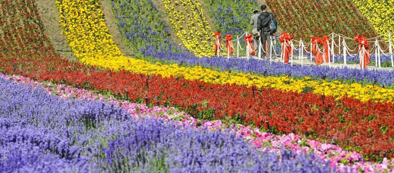 中国“普罗旺斯”：在新丝绸之路上散发芳香