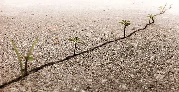 绝处逢生:生命的美丽与秘密[组图]