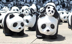 熊猫军团&ldquo;占领&rdquo;首尔