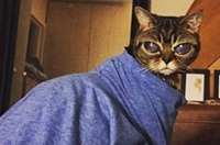 猫咪患怪病 眼睛不断长大似外星人