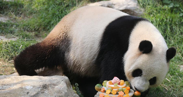 [高清]中央赠澳门大熊猫&ldquo;心心&rdquo;迎八岁生日