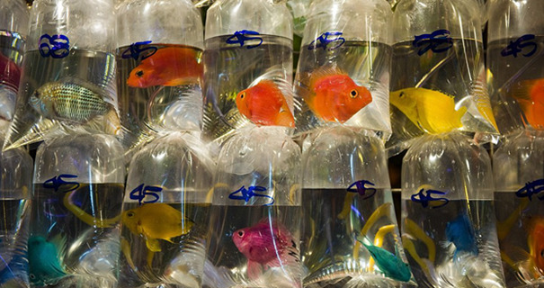 游逛香港多彩金鱼街：袋装金鱼挂满墙壁