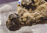 西伯利亚冰冻万年狮子展出 专家称有望被克隆(高清组图)