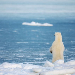 北极正在“由白变绿” 变暖速度比别处快一倍