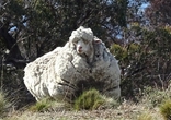 澳母羊六年未剪毛身上长毛重达20多公斤（组图）