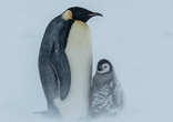 萌萌哒！企鹅在暴风雪中取暖一幕（高清组图）
