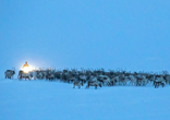 蔚为壮观！上万驯鹿迁徙画面（高清组图）