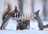 爆萌松鼠雪中下棋 认真&ldquo;博弈&rdquo;场面逗趣