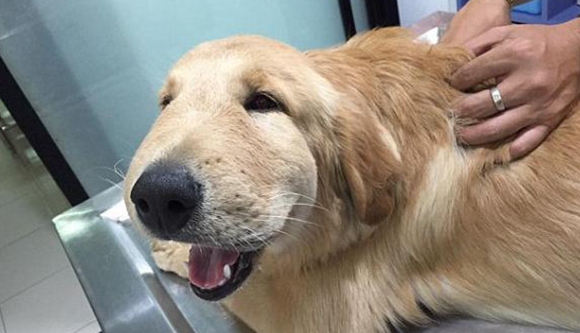 泰国金毛被黄蜂蛰了脑袋 兽医院里笑面人生（组图）