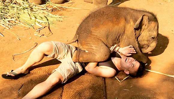 泰国小象爱与游客&ldquo;零距离接触&rdquo; 画面温馨