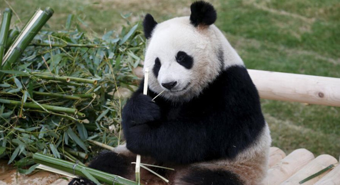 中国&ldquo;萌神&rdquo;即将韩国&ldquo;上线&rdquo;