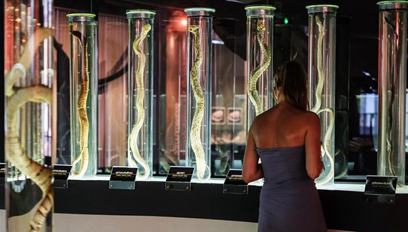 泰国曼谷：走进蛇类博物馆