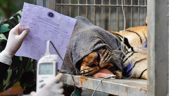 一周看天下: 泰国虎庙老虎被解救转移