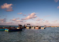 巴基斯坦人民党