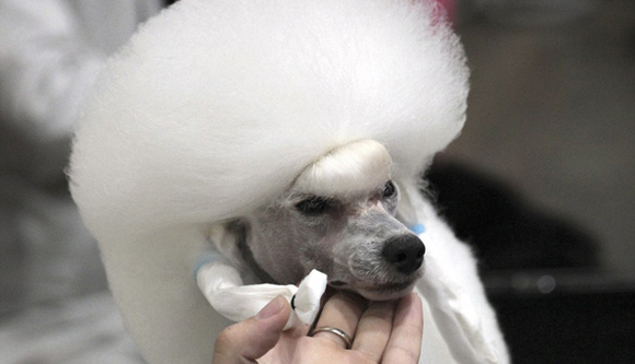 萌狗齐聚泰国参加国际狗狗大赛（组图）