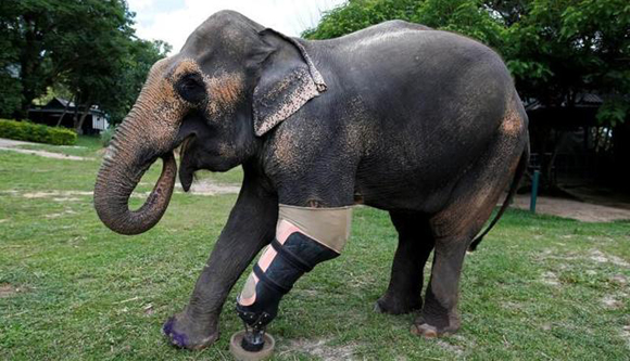 大象遭地雷炸断腿 被装上假肢后愉快玩耍（组图）