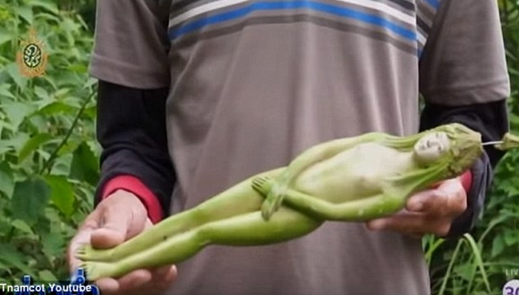 神奇！泰国&ldquo;圣树&rdquo;结出女人形果实（组图）