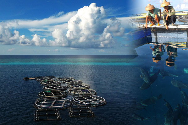 南沙美濟礁漁民屯海戍邊養殖熱帶魚類