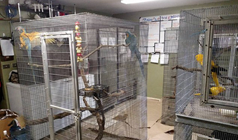 颶風“馬修”來襲 美佛州動物園將動物遷至室內
