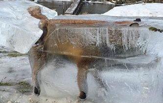 嚴寒襲歐洲 狐狸掉進冰河成“冰雕”