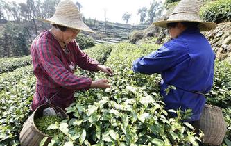 杭州西湖龙井茶零星开采