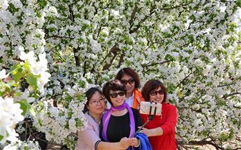 海棠花开醉游客