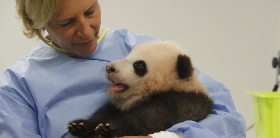 首只在比利时出生的熊猫宝宝取名“天宝”