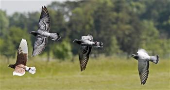 巴特梅根特海姆野生动物园