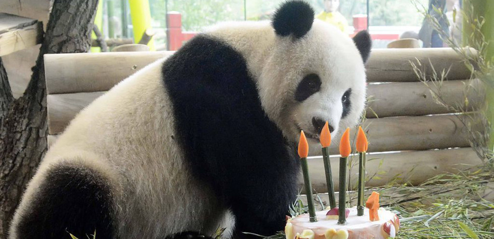 旅德大熊猫的异乡生活 忙吃忙卖萌