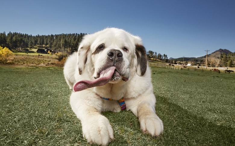 美国狗狗拥有超长舌头 打破吉尼斯世界纪录称号