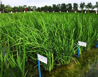 海水稻材料长势良好