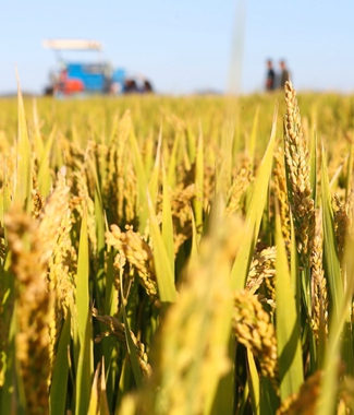 我国海水稻研究取得重大突破