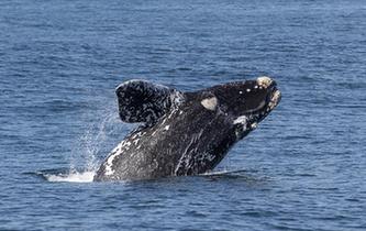 第27屆鯨魚節南非赫曼紐斯開幕