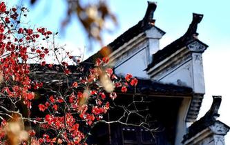 白墙黛瓦映红叶 江西婺源篁岭古村秋色动人