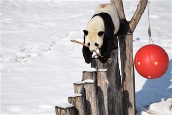 大熊貓迎來了又一個雪季