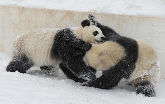 长春迎降雪 “功夫”大熊猫雪中撒欢